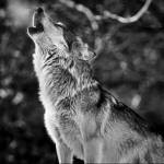 Muhammed emin Şahinarslan Profile Picture